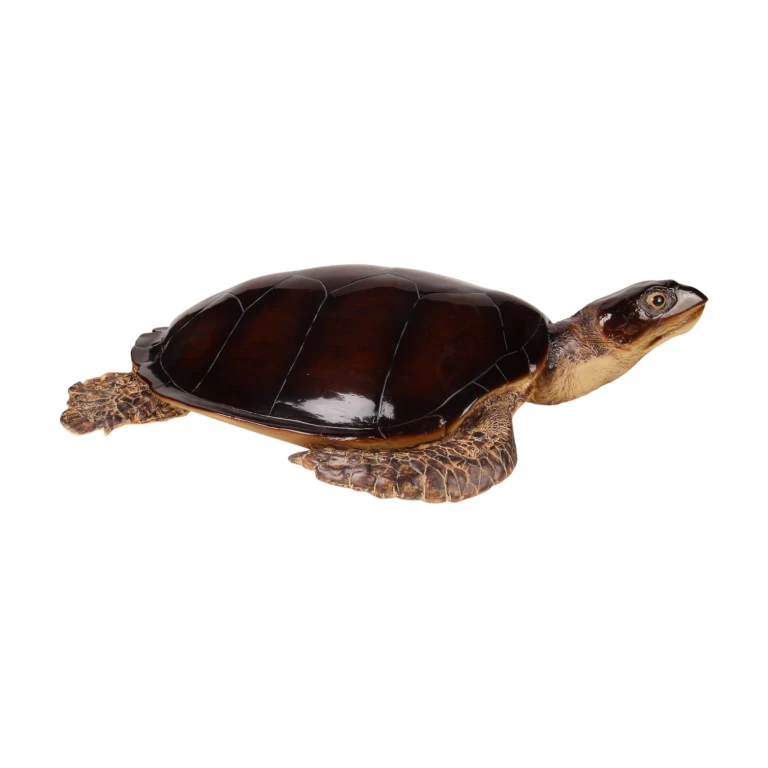 Turtle Sculpture - Brown - 88 x 23 cm