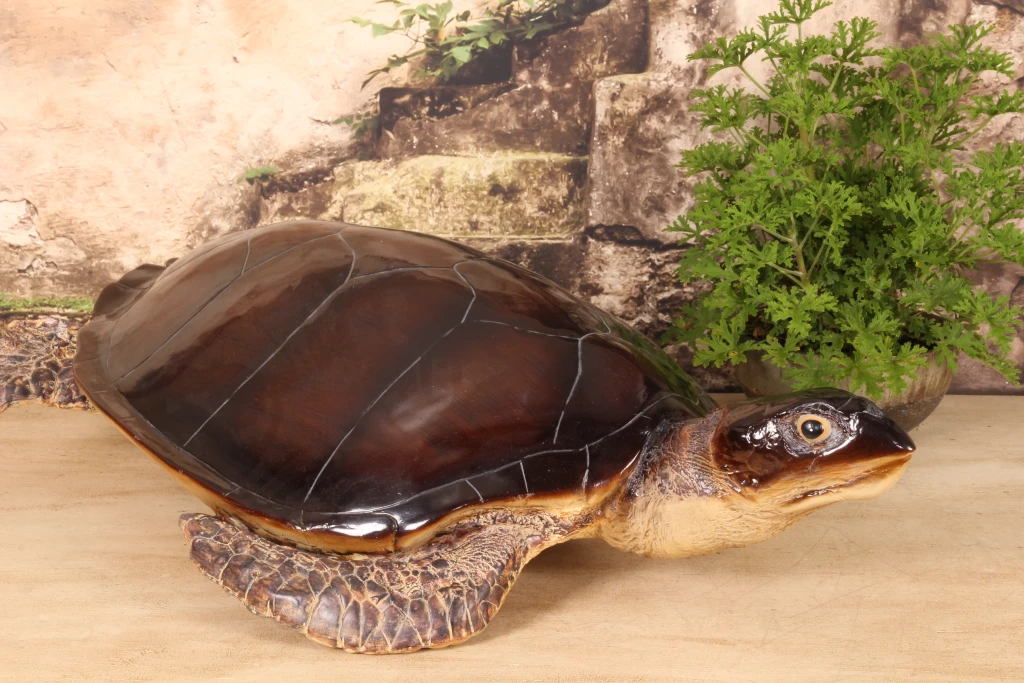 Turtle Sculpture - Brown - 88 x 23 cm